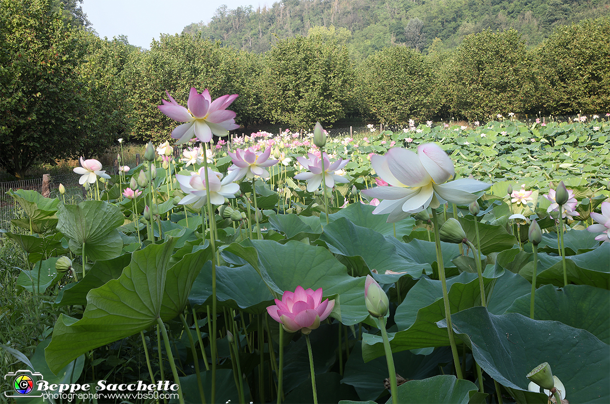 VBS_6579 - Fioritura Loto Laghetto Vezza d'Alba.jpg